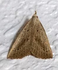 Macrochilo louisiana