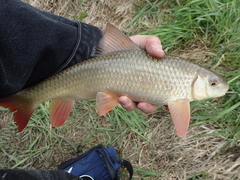 Moxostoma macrolepidotum