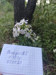 Saponaria officinalis