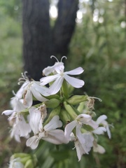 Saponaria officinalis