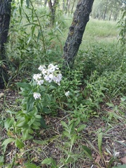Saponaria officinalis