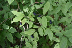 Lonicera nigra