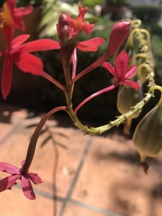 Epidendrum × obrienianum