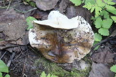 Russula densifolia