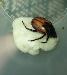 Anisoplia austriaca