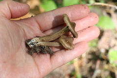 Inocybe putilla