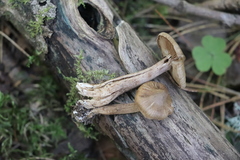Inocybe putilla
