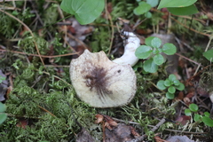 Suillus placidus