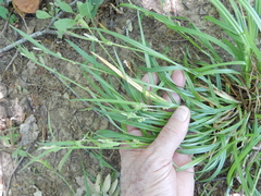 Carex blanda