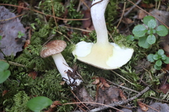 Suillus placidus