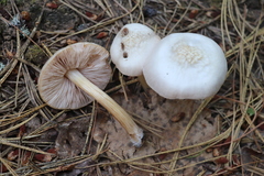 Pluteus plautus