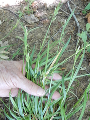 Carex blanda