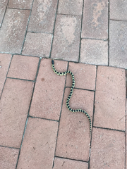 Lampropeltis californiae