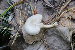 Pluteus plautus