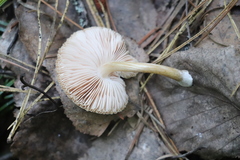 Pluteus plautus