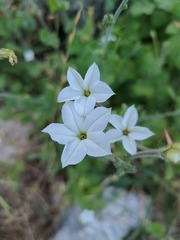 Nicotiana repanda