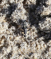 Cicindela latesignata