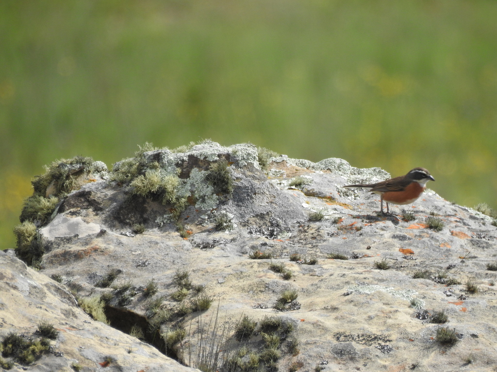 Bolivian Warbling-finch