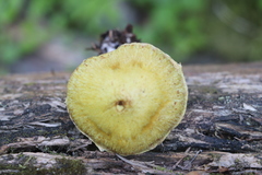 Suillus sibiricus