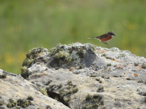 Bolivian Warbling Finch (Poospiza boliviana), photo 9