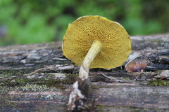 Suillus sibiricus