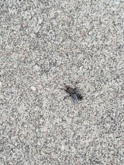 Sarcophagidae