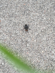 Sarcophagidae