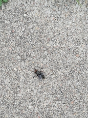 Sarcophagidae