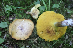Suillus placidus