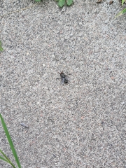 Sarcophagidae