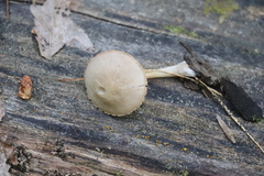Pluteus plautus