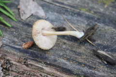 Pluteus plautus