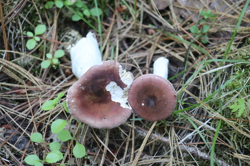 Red Russula (Russula turci)