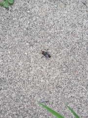 Sarcophagidae