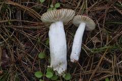 Russula turci