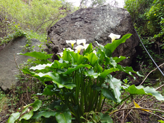 Zantedeschia