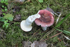 Russula turci