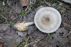 Amanita umbrinolutea
