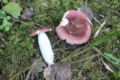 Russula turci
