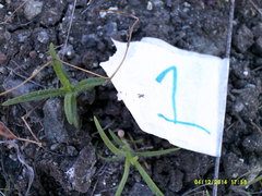 Cordylanthus pilosus