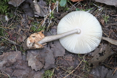 Amanita umbrinolutea