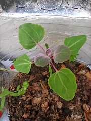 Chenopodium quinoa