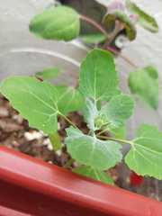 Chenopodium quinoa