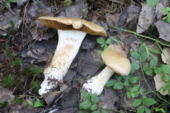 Cortinarius crassus