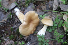 Cortinarius crassus