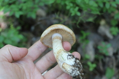 Cortinarius crassus