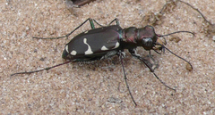 Cicindela patruela