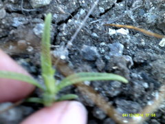 Cordylanthus pilosus