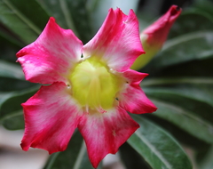 Adenium obesum
