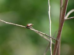 Peploptera